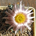 Нажмите на изображение для увеличения.

Название:	Pediocactus_RP103_10y.JPG
Просмотров:	206
Размер:	159.5 Кб
ID:	363694