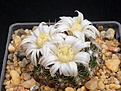 Нажмите на изображение для увеличения.

Название:	Mammillaria coahuilensis.JPG
Просмотров:	201
Размер:	232.3 Кб
ID:	363697
