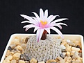 Нажмите на изображение для увеличения.

Название:	Turbinicarpus pseudopectinatus.JPG
Просмотров:	157
Размер:	197.2 Кб
ID:	363698