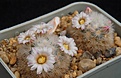Нажмите на изображение для увеличения.

Название:	Mammillaria carmenae.JPG
Просмотров:	205
Размер:	222.1 Кб
ID:	363699