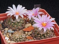 Нажмите на изображение для увеличения.

Название:	Turbinicarpus laui L111.JPG
Просмотров:	201
Размер:	271.4 Кб
ID:	363700