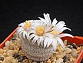 Нажмите на изображение для увеличения.

Название:	Mammillaria pectinata.JPG
Просмотров:	202
Размер:	222.2 Кб
ID:	363701
