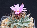Нажмите на изображение для увеличения.

Название:	Turbinicarpus allonsoi.JPG
Просмотров:	210
Размер:	214.1 Кб
ID:	363702