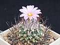 Нажмите на изображение для увеличения.

Название:	Turbinicarpus roseiflorus.JPG
Просмотров:	205
Размер:	236.1 Кб
ID:	363705