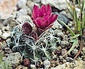 Нажмите на изображение для увеличения.

Название:	Sclerocactus nyensis, fh 105, Warm Springs, NV..jpg
Просмотров:	245
Размер:	64.3 Кб
ID:	363755