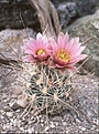 Нажмите на изображение для увеличения.

Название:	Sclerocactus nyensis, fh 107, Tonopah, NV.jpg
Просмотров:	230
Размер:	78.6 Кб
ID:	363756