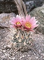 Нажмите на изображение для увеличения.

Название:	Sclerocactus nyensis, fh 107, Tonopah, NV.jpg
Просмотров:	209
Размер:	78.6 Кб
ID:	363756