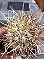 Нажмите на изображение для увеличения.

Название:	Sclerocactus parviflorus SB 474, Coconino.jpg
Просмотров:	264
Размер:	110.4 Кб
ID:	363757