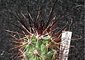 Нажмите на изображение для увеличения.

Название:	S.havasupaensis RP123 Coconino Co.JPG
Просмотров:	246
Размер:	58.5 Кб
ID:	363764