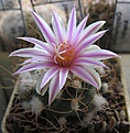 Нажмите на изображение для увеличения.

Название:	Turbinicarpus_pseudomacrochele_MZ583_10y.JPG
Просмотров:	160
Размер:	121.1 Кб
ID:	363784