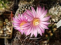 Нажмите на изображение для увеличения.

Название:	pseudopectinatus.jpg
Просмотров:	171
Размер:	405.3 Кб
ID:	363898