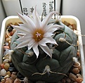 Нажмите на изображение для увеличения.

Название:	Turbinicarpus_rioverdensis_PP204_7y.JPG
Просмотров:	159
Размер:	123.4 Кб
ID:	363909