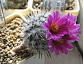Нажмите на изображение для увеличения.

Название:	Gymnocactus_booleanus_MZ643_9y.JPG
Просмотров:	155
Размер:	121.5 Кб
ID:	363910