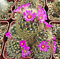 Нажмите на изображение для увеличения.

Название:	Mammillaria laui2.jpg
Просмотров:	155
Размер:	346.2 Кб
ID:	363976