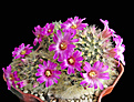 Нажмите на изображение для увеличения.

Название:	Mammillaria laui1.jpg
Просмотров:	156
Размер:	319.4 Кб
ID:	363977