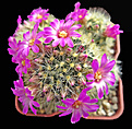 Нажмите на изображение для увеличения.

Название:	Mammillaria laui.JPG
Просмотров:	163
Размер:	228.9 Кб
ID:	363978
