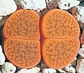Нажмите на изображение для увеличения.

Название:	c053a    S.apricot.jpg
Просмотров:	423
Размер:	78.0 Кб
ID:	364140