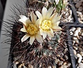 Нажмите на изображение для увеличения.

Название:	Gymnocactus aguirreanus.jpg
Просмотров:	141
Размер:	259.1 Кб
ID:	364145