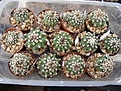 Нажмите на изображение для увеличения.

Название:	P3300001.JPG
Просмотров:	276
Размер:	287.4 Кб
ID:	364190