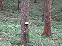 Нажмите на изображение для увеличения.

Название:	IMG_0261 (900x675).jpg
Просмотров:	200
Размер:	492.4 Кб
ID:	364207