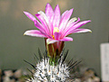 Нажмите на изображение для увеличения.

Название:	Turbinicarpus (Gymnocactus) subterraneus.jpg
Просмотров:	131
Размер:	294.2 Кб
ID:	364276