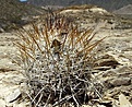 Нажмите на изображение для увеличения.

Название:	Gymnocactus mandragora..jpg
Просмотров:	134
Размер:	76.1 Кб
ID:	364282