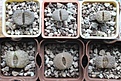 Нажмите на изображение для увеличения.

Название:	Lithops1.jpg
Просмотров:	416
Размер:	167.4 Кб
ID:	364309