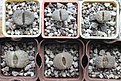 Нажмите на изображение для увеличения.

Название:	Lithops1.jpg
Просмотров:	370
Размер:	167.4 Кб
ID:	364309