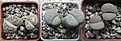 Нажмите на изображение для увеличения.

Название:	Lithops2.jpg
Просмотров:	420
Размер:	96.5 Кб
ID:	364310