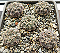 Нажмите на изображение для увеличения.

Название:	Gymnocalycium stellatum VG-284.jpg
Просмотров:	420
Размер:	335.5 Кб
ID:	364326