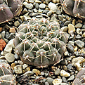 Нажмите на изображение для увеличения.

Название:	Gymnocalycium-stellatum-VG-284..jpg
Просмотров:	398
Размер:	304.8 Кб
ID:	364327