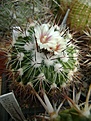 Нажмите на изображение для увеличения.

Название:	Stenocactus vaupelianus.jpg
Просмотров:	225
Размер:	279.8 Кб
ID:	364328