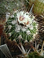 Нажмите на изображение для увеличения.

Название:	Stenocactus vaupelianus.jpg
Просмотров:	157
Размер:	279.8 Кб
ID:	364328