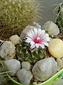Нажмите на изображение для увеличения.

Название:	Turbinicarpus panarottoi.jpg
Просмотров:	200
Размер:	269.1 Кб
ID:	364329
