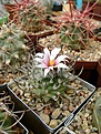 Нажмите на изображение для увеличения.

Название:	Turbinicarpus schmiedickeanus.jpg
Просмотров:	217
Размер:	342.5 Кб
ID:	364330