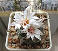 Нажмите на изображение для увеличения.

Название:	Turbinicarpus_macrochele_MZ700_7y.JPG
Просмотров:	229
Размер:	113.5 Кб
ID:	364342
