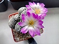 Нажмите на изображение для увеличения.

Название:	Mammillaria_luethyi.jpg
Просмотров:	231
Размер:	124.2 Кб
ID:	364378