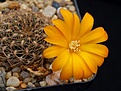 Нажмите на изображение для увеличения.

Название:	S. candiae v.kamiensis HS 189a.JPG
Просмотров:	226
Размер:	197.5 Кб
ID:	364384