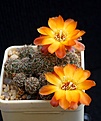 Нажмите на изображение для увеличения.

Название:	S. tarabucoensis ssp.aureiflora G049.JPG
Просмотров:	198
Размер:	237.0 Кб
ID:	364385