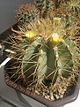 Нажмите на изображение для увеличения.

Название:	Ferocactus glaucescens-1.jpg
Просмотров:	165
Размер:	268.1 Кб
ID:	364423