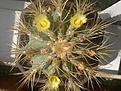 Нажмите на изображение для увеличения.

Название:	Ferocactus glaucescens-2.jpg
Просмотров:	204
Размер:	162.0 Кб
ID:	364424