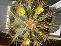 Нажмите на изображение для увеличения.

Название:	Ferocactus glaucescens-2.jpg
Просмотров:	155
Размер:	162.0 Кб
ID:	364424