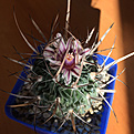 Нажмите на изображение для увеличения.

Название:	S.phyllacanthus grandicornisSB437.jpg
Просмотров:	189
Размер:	153.5 Кб
ID:	364460