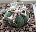 Нажмите на изображение для увеличения.

Название:	Echinocactus horizonthalonius 1.JPG
Просмотров:	133
Размер:	40.9 Кб
ID:	364466