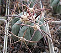 Нажмите на изображение для увеличения.

Название:	Echinocactus horizonthalonius2.JPG
Просмотров:	145
Размер:	51.1 Кб
ID:	364467