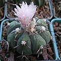 Нажмите на изображение для увеличения.

Название:	Echinocactus horizonthalonius4.JPG
Просмотров:	135
Размер:	56.3 Кб
ID:	364469