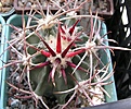 Нажмите на изображение для увеличения.

Название:	Echinocactus parryi2.JPG
Просмотров:	129
Размер:	59.9 Кб
ID:	364471