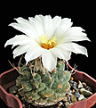 Нажмите на изображение для увеличения.

Название:	Strombocactus disciformis.JPG
Просмотров:	191
Размер:	285.4 Кб
ID:	364484