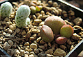 Нажмите на изображение для увеличения.

Название:	Adromischus marianae 'Little Sphaeroid'_502.jpg
Просмотров:	342
Размер:	337.7 Кб
ID:	364511