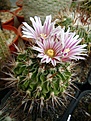 Нажмите на изображение для увеличения.

Название:	stenocactus hastatus.jpg
Просмотров:	150
Размер:	241.8 Кб
ID:	364516